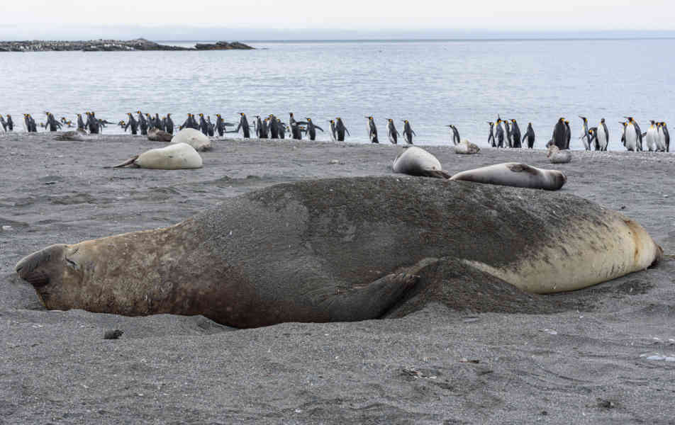 Elefante Marino - islas Georgias del Sur 03.jpg